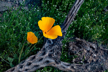 yellow flowers on a tcactus skeliton