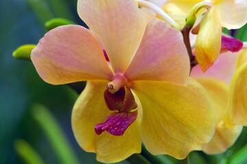 Fototapeta na wymiar yellow orchid flower