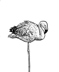 Flamenco para colorear niños