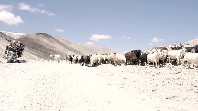 troupeau de mouton se d&eacute;pla&ccedil;ant sur les chemins