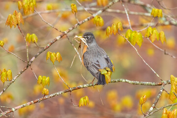 American robin on tree branch