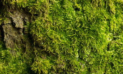 moss texture for banner background