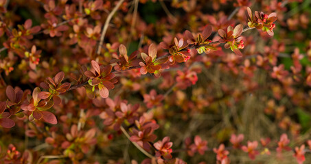 close-up of a barberry bush for background