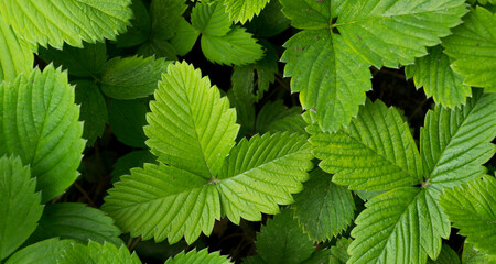 close-up of strawberry leaves for background
