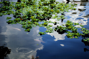 Naklejka premium fish in the lake two