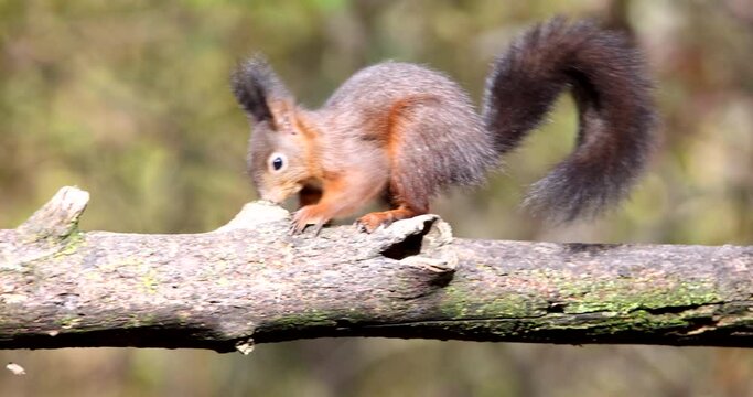 Red Squirrel Sciurus Vulgaris brown rodent walking on a tree branch sniffing the bark