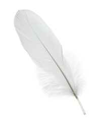 Beautiful white bird feather isolated on white