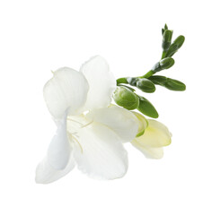 Beautiful freesia flower with tender petals isolated on white
