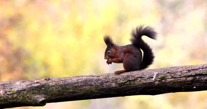 Red Squirrel Sciurus Vulgaris brown rodent perched on a tree branch eating an acorn