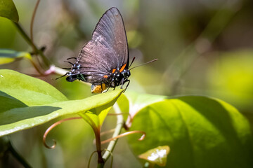 A female Great Purple Hairstreak rests on a leaf as Springtime settles in. Raleigh, North Carolina.