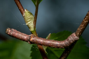 A Geometer Moth caterpillar mimics a twig, making it extra difficult for predators to spot. Raleigh, North Carolina.