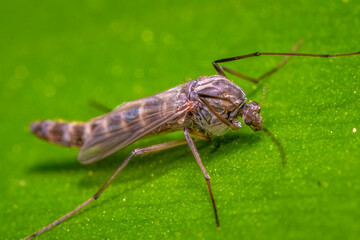 A non-biting Midge rests on a leaf. Raleigh, North Carolina.