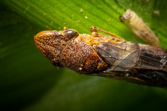 Closeup of a Glassy-winged Sharpshooter on a stem of an aquatic plant. Raleigh, North Carolina.