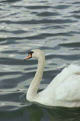 White swan in water 