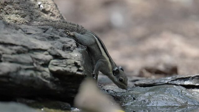 Swinhoe's striped squirrel in the pond, watching in forest