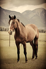 Beautiful Horse Vintage style Montana 