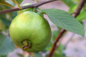 Fresh green guava in the organic garden.