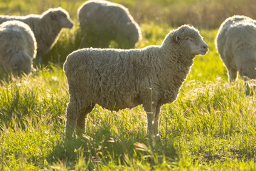 SHEEP,sheep portrait,COWS,FARM,SUNSET,SKY,LIGHT