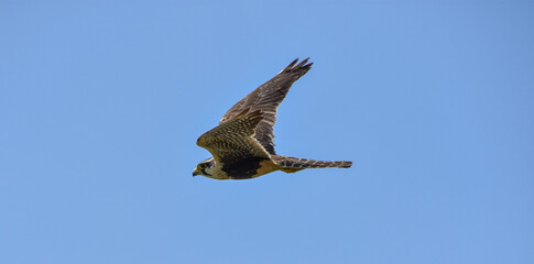 Falco femoralis, a falcon flying 