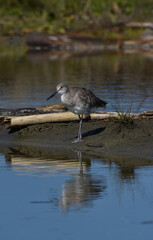 Tringa semipalmata, the willet 