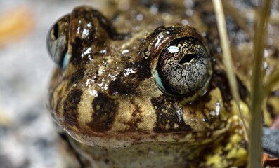 Pleurodema brachyops, a colombian toad