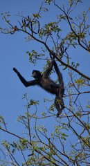Brown-headed Spider Monkey in a tree
