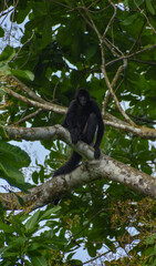 Ateles fusciceps, a critical endangered monkey of south america 
