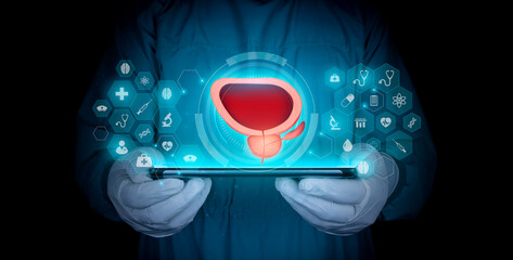 Bladder and prostate in the doctor's hand, HTA. Prostate cancer, bladder cancer, men's health care....