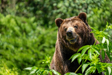 Seattle, Washington State, USA. Grizzly bear portrait in Woodland Park Zoo.