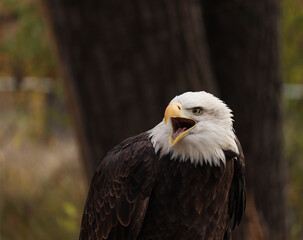 Fototapeta premium A bald eagle (Haliaeetus leucocephalus) with an open mouth at ZooMontana.