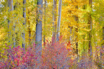 USA, Washington State. Cottonwoods and wild Dogwood trees in fall color near Winthrop - obrazy, fototapety, plakaty