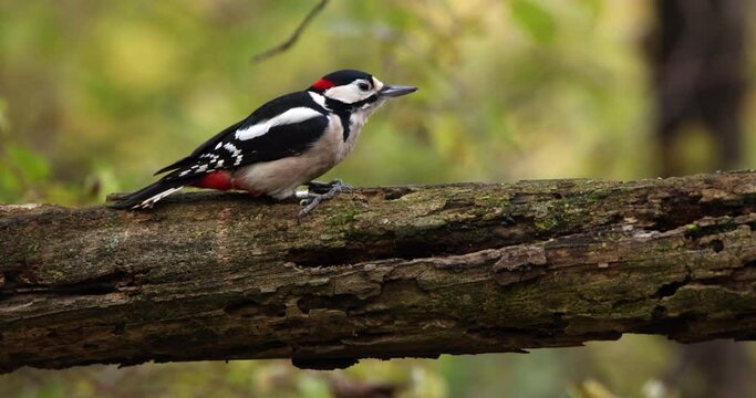Great Spotted Woodpecker Dendrocopos Major bird animal eating worms larvae and insects from inside a tree branch damaged by beetles slow motion