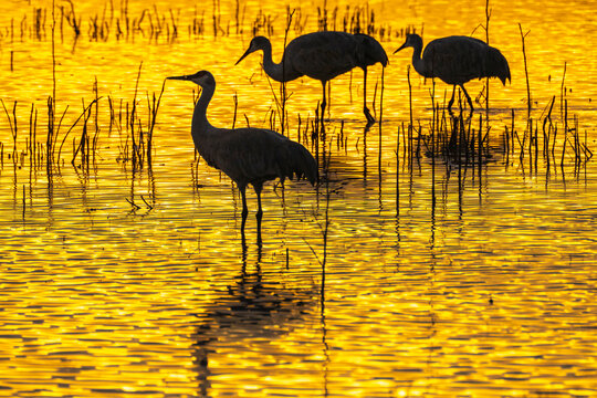 Sandhill Crane Silhouette Bilder – Durchsuchen 2,112 Archivfotos