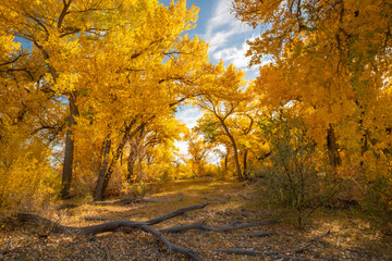 USA, New Mexico, Sandoval County. Cottonwood trees in autumn.
