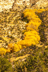 USA, Utah, Grand Staircase Escalante National Monument. Landscape overview of autumn cottonwood trees. - obrazy, fototapety, plakaty