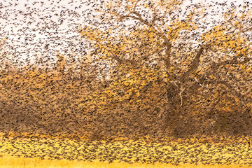 USA, New Mexico, Bosque Del Apache National Wildlife Refuge. Red-winged blackbird flock flying.