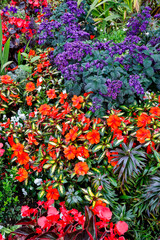 USA, Oregon. Cannon Beach Garden with orange New Guinea impatiens, grasses and reddish geraniums and purple Heliotrope