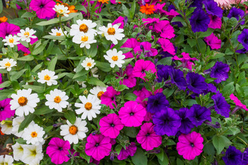 USA, Washington State, Sammamish. Garden with summer annual flowers with Petunias and zinnias