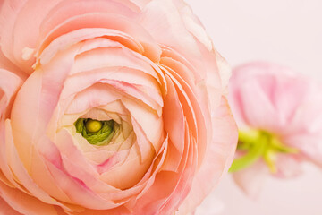 Beautiful fresh pink ranunculus flower close-up