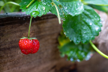 Issaquah, Washington State, USA. Ripe strawberry, with raindrops, ready to harvest.