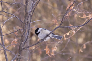 Black-capped Chickadee on a Branch