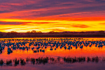 USA, New Mexico, Bosque Del Apache National Wildlife Refuge. Snow geese in water at sunrise.