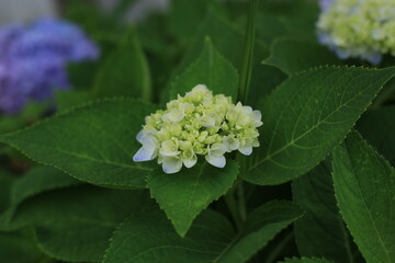 Pink, blue, lilac, violet, purple Hydrangea flower (Hydrangea macrophylla) beautiful hydrangea flowers in Thailand.