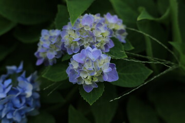 Pink, blue, lilac, violet, purple Hydrangea flower (Hydrangea macrophylla) beautiful hydrangea flowers in Thailand.