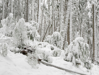 Washington State, Tiger Mountain State Forest. Snow covered trees