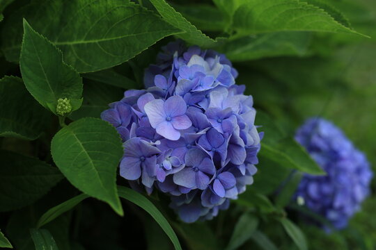 Pink, blue, lilac, violet, purple Hydrangea flower (Hydrangea macrophylla) beautiful hydrangea flowers in Thailand.