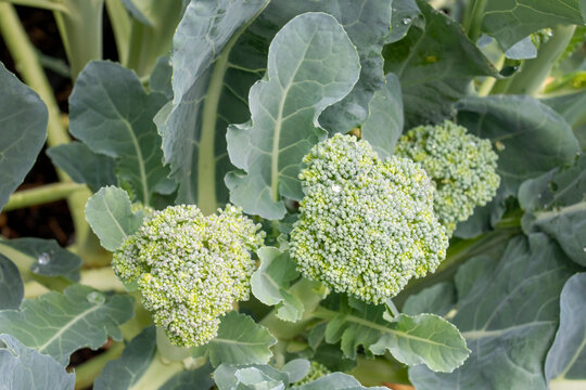 Issaquah, Washington State, USA. Broccoli plant, ready to harvest