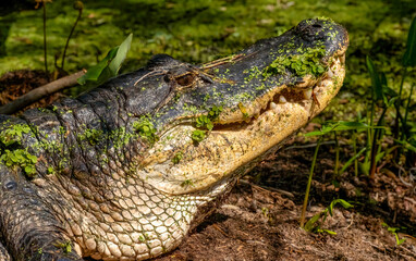 American Alligator, vegetation growing on skin, Florida, USA