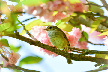 春の公園で美しい声で囀る身近な野鳥ウグイス