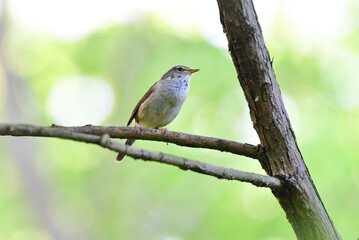 春の公園や雑木林で美しい声で囀る身近な野鳥ウグイス